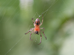 Alpaida veniliae
