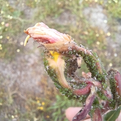 Oenothera stricta