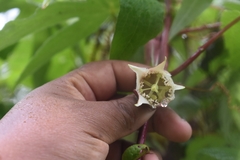 Passiflora uncinata
