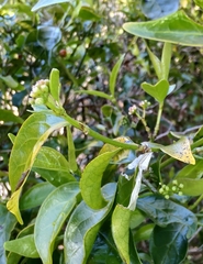 Gynochthodes jasminoides