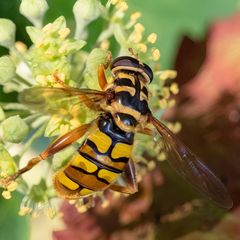 Milesia virginiensis