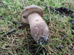 Leccinum duriusculum