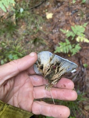 Lactarius indigo