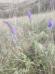 Veronica spicata