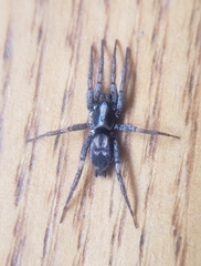 Gnaphosidae
