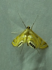 Eoophyla