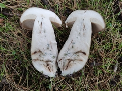 Leccinum duriusculum