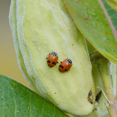 Hippodamia glacialis