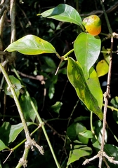 Gynochthodes jasminoides