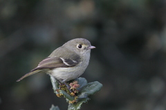 Vireo huttoni