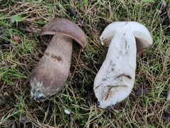 Leccinum duriusculum