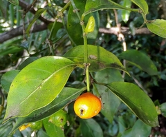 Gynochthodes jasminoides