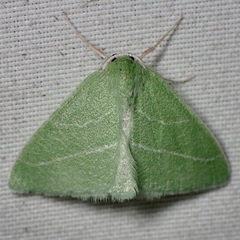 Synchlora bistriaria
