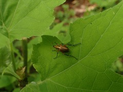 Macrodactylus sericinus