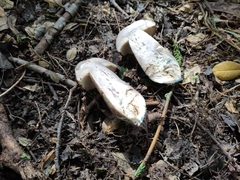 Leccinum duriusculum