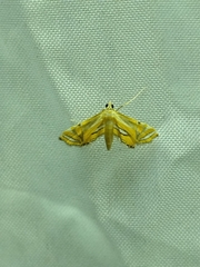 Eoophyla