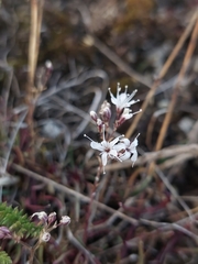 Gypsophila fastigiata