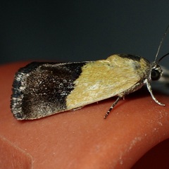 Ponometia semiflava