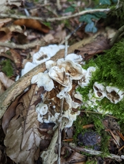 Byssomerulius corium