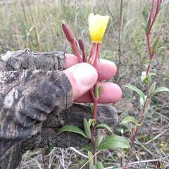 Oenothera coloratissima