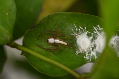 Oxyopes shweta