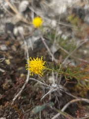 Galatella linosyris