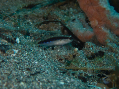 Asterropteryx striata