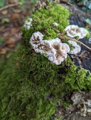 Byssomerulius corium