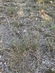 Sporobolus compositus