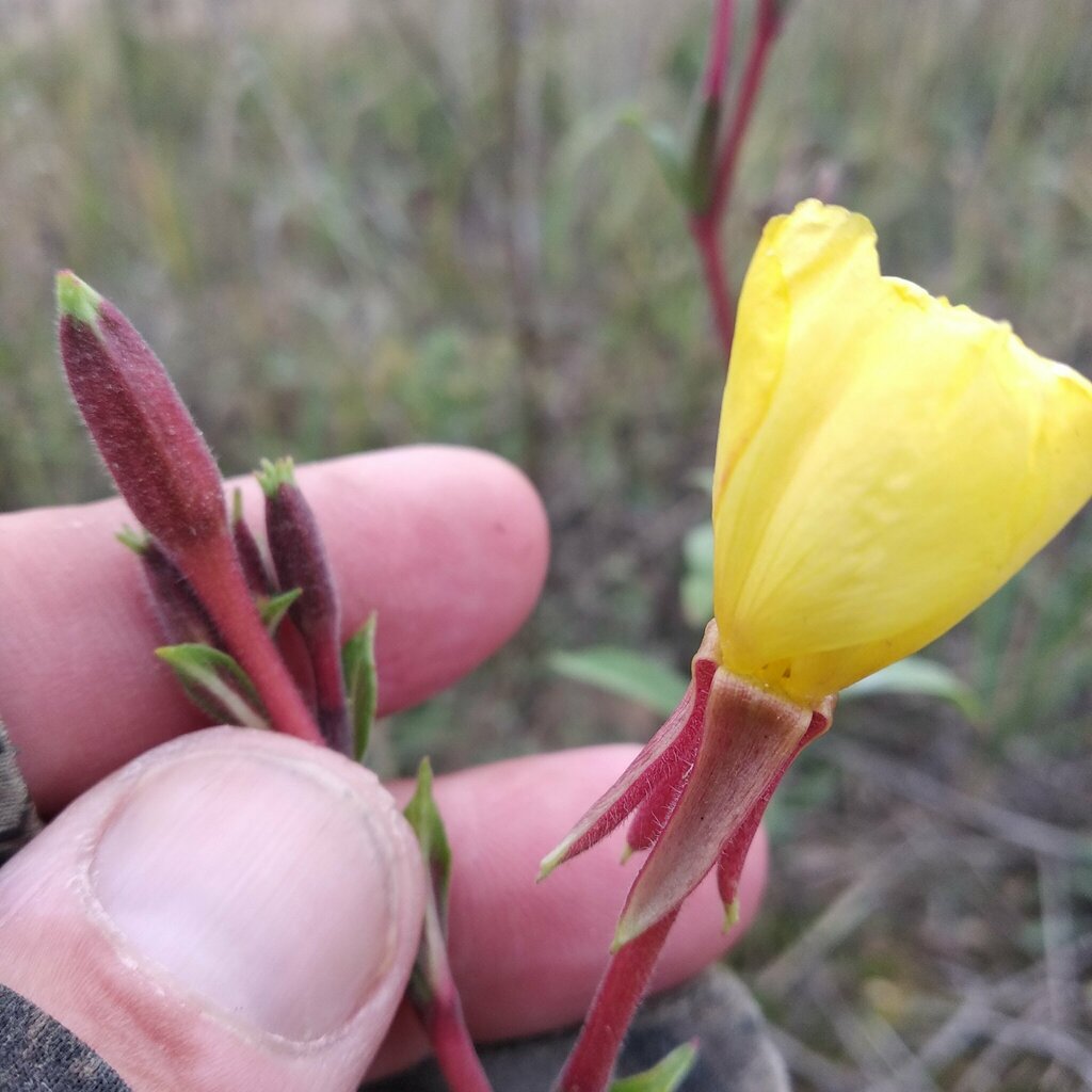 Oenothera coloratissima