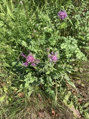 Centaurea scabiosa