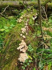 Clitocybula abundans