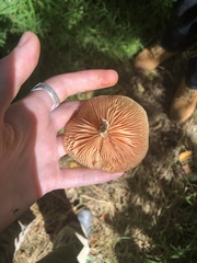 Rhodotus palmatus