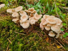 Clitocybula abundans