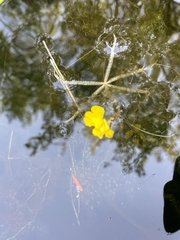 Utricularia radiata