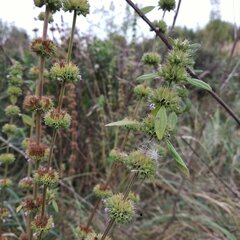 Chaiturus marrubiastrum