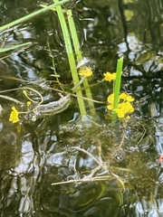Utricularia radiata