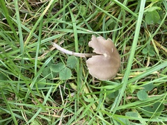 Entoloma conferendum