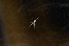 Cyrtophora cicatrosa