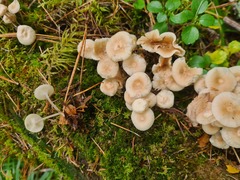 Clitocybula abundans