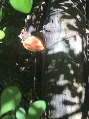 Rhodotus palmatus