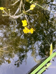 Utricularia radiata