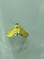 Eoophyla