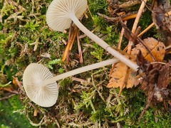 Clitocybula abundans