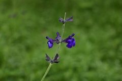 Salvia oblongifolia