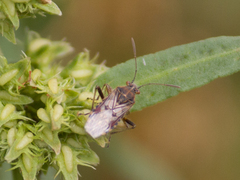Liorhyssus