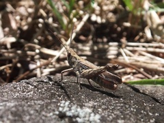 Chorthippus maritimus maritimus