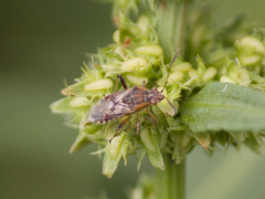 Liorhyssus