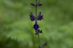 Salvia oblongifolia