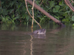 Lontra longicaudis